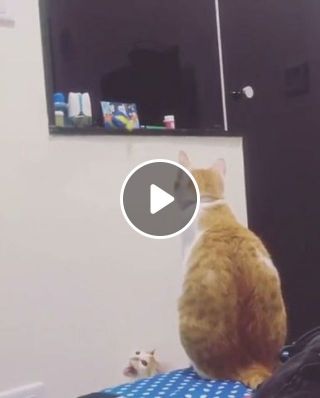 Mother Cat Helps Kitten Get Toy