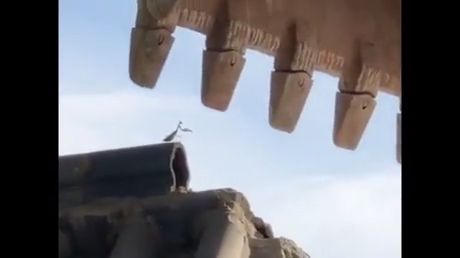 Mantis vs Excavator - Video & GIFs | funny,mantis,excavator,fight
