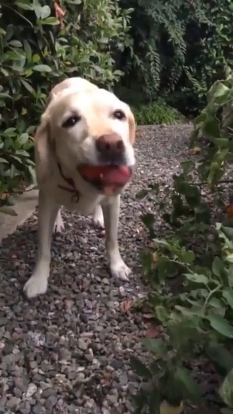 Can Dogs Eat Tomatoes?. Satisfying. Labrador Retriever. Pet. Tomatoes.