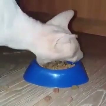Greedy Cat Meme - Video & GIFs | funny cat videos,funny pet,funny video memes