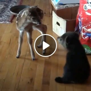 Baby bear meets baby deer for first time