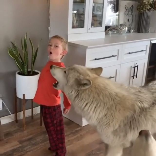 Kid howls with wolf dog, funny dog videos, kid, dogs howling, pet.