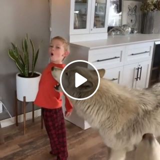 Kid Howls With Wolf Dog