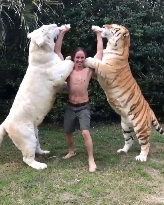 The Largest Cats In The World. Big Cat. Tiger. Wild Animal.