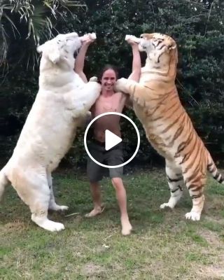 The Largest Cats in the World