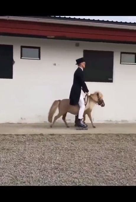 Funny horse videos, funny, horse, how to ride a horse.