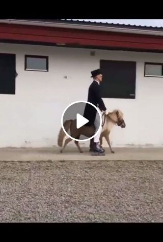 Funny Horse Videos