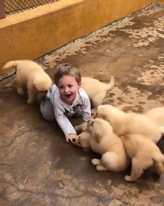 Adorable Puppies Attack Cute Little Kid. Boy Attacked By Puppies. Little Boy With Puppies. Cute Pet.