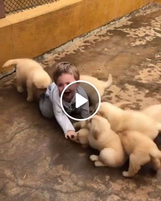 Adorable puppies attack cute little kid