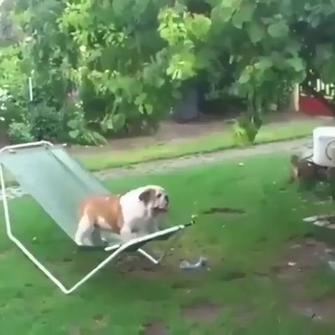 Bulldog plays on hammock in the rain, funny dog videos, bulldog, funny pet, hammock.