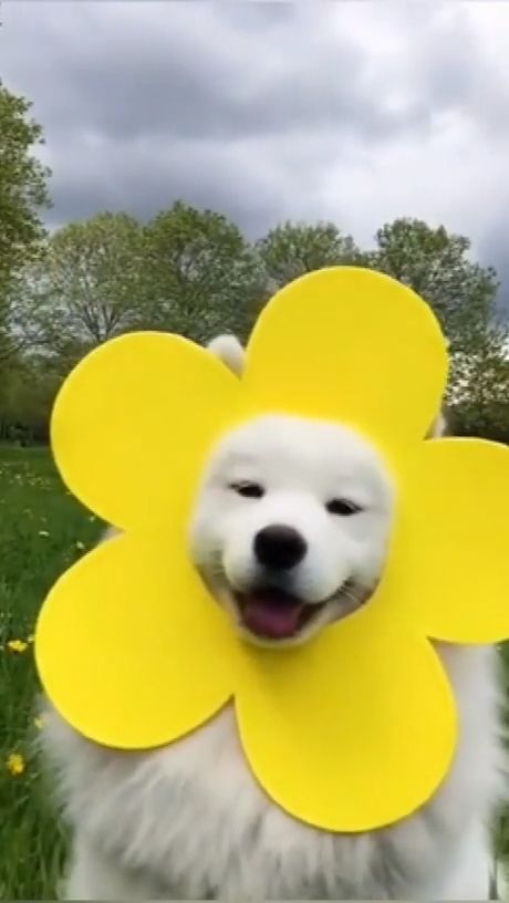 The sunshine flower of the day, cute dog videos, cute pet, sunshine flower.