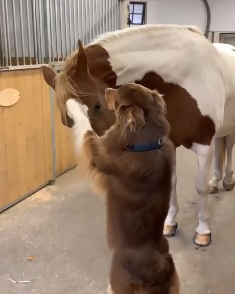 Excited dog learns to stand on his hind legs to hug his friend, funny animal videos, horse, pet.