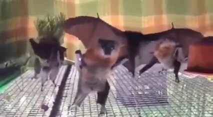 Bat Dance Party - Video & GIFs | bat,wild animals,dance,party
