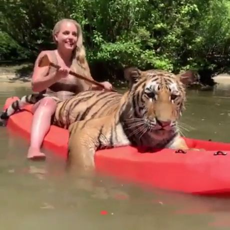 Kayaking with big cat, tiger, wild animals, kayak, river.