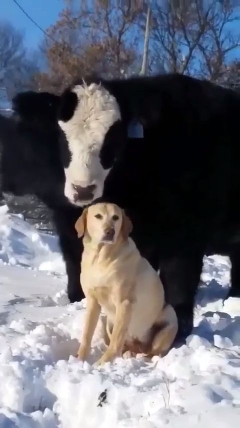 Amazing friendship, friendship, funny animal videos, cow, dog.