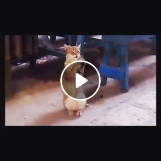Clapping Cats Funny