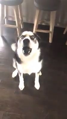 Who Did It? - Video & GIFs | husky,funny dog videos,pet