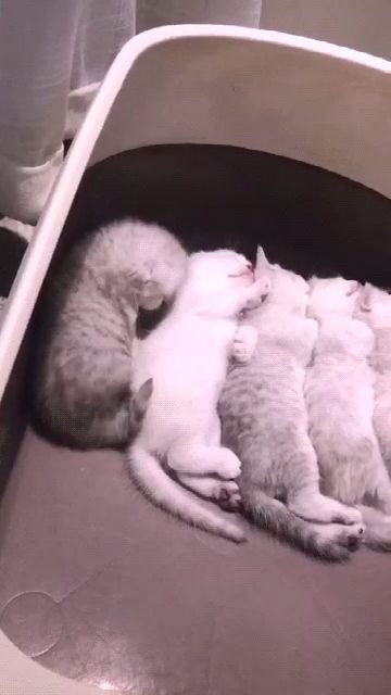 Kittens sleeping together, cute pet videos, cute kitten, sleep.