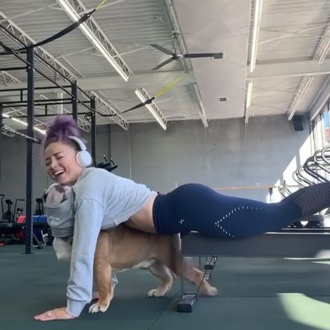 Dog gets inside owner's t-shirt while she works out in gym, funny dog videos, fitness, bulldog.