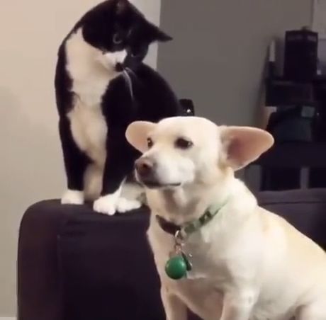 Try not to laugh cat, funny cat videos, funny dog videos, pet.