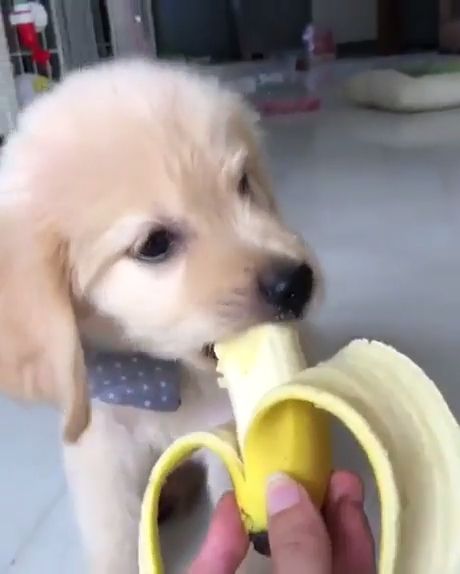 Dog eating banana, golden retriever, dog loves bananas, puppy loves banana, pet.