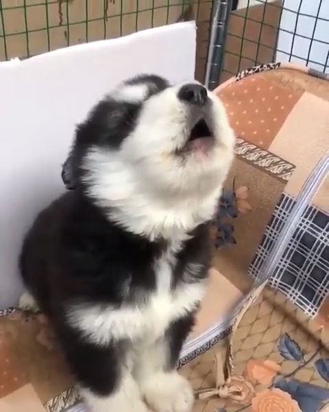 First Day Of Awooo Class, Cute Puppy Videos, Pet