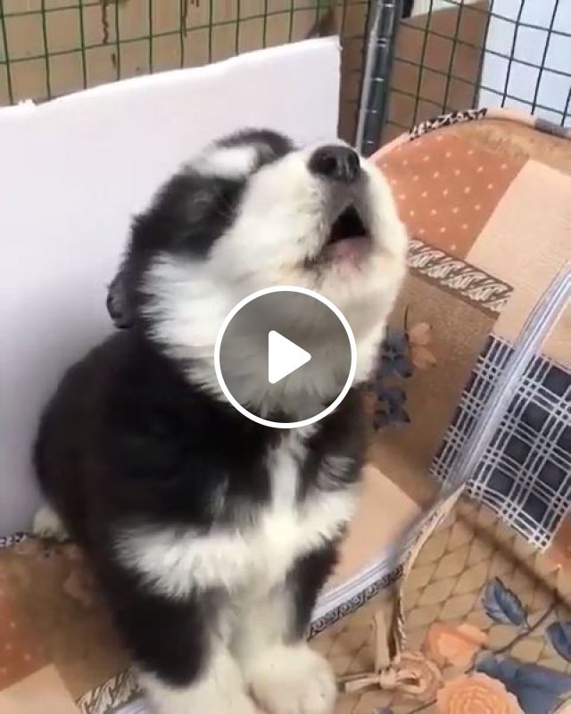 First Day Of Awooo Class - Video & GIFs | cute puppy videos, pet