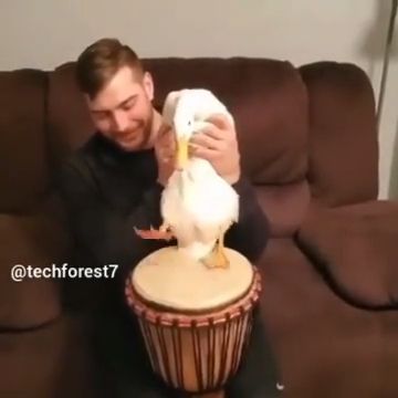 Duck Shows Off Its Drumming Skills - Video & GIFs | satisfying,duck,funny animal videos,drum