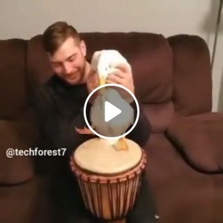 Duck Shows Off Its Drumming Skills