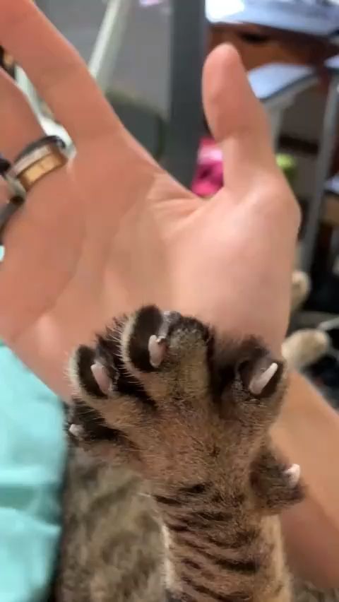 Foot Cat In Hand