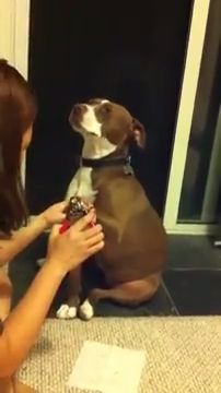Dog faints while getting nails clipped, doggo, faint, funny dog videos, pet.