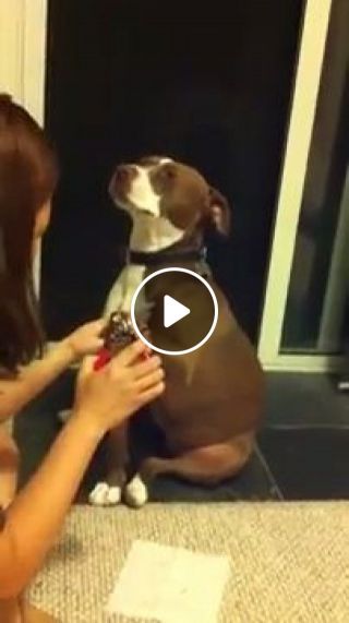 Dog Faints While Getting Nails Clipped