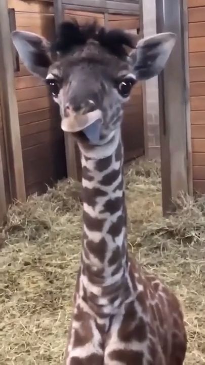 Baby giraffe sticks out tongue, cute animal videos, baby giraffe.