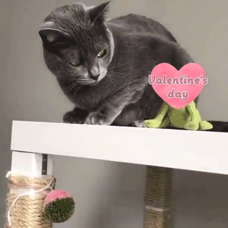 Funny valentine's day memes for singles, valentines day, funny, funny cat videos, memes.