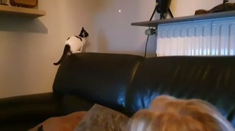 Teasing cat with laser, funny fails, funny cat videos, pet.