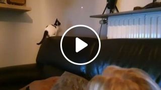Teasing Cat With Laser