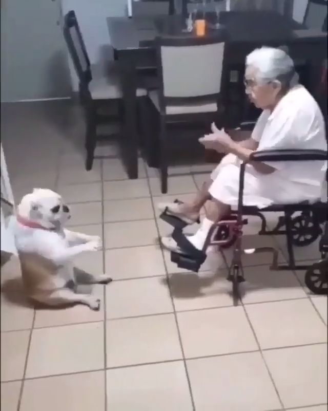 Amazing Moment Dog Dances To Grandma's Singing. Funny Dog Videos. Dance. Grandma. Funny Pet.