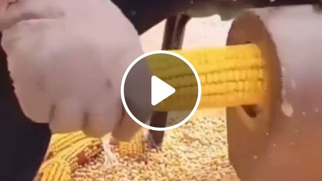 Sweet Corn Separator Machine - Video & GIFs | satisfying, corn, machine, funny