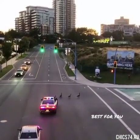 Police Officer Help Ducks Cross The Road. Funny. Police. Duck. Cross The Road.