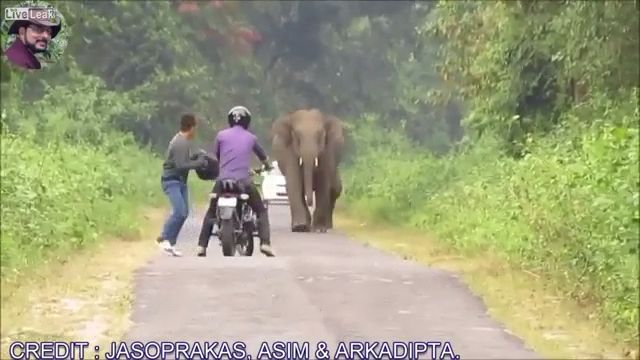 Run Run Now. Elephant. Funny. Run. Be Afraid. Animal. Wild.