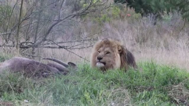 Lion nature reserve, wild animal videos, lion, nature.