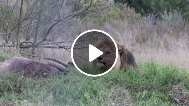 Lion nature reserve, wild animal videos, lion, nature. #0