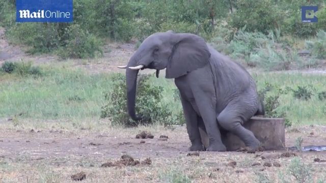 Elephant Scratching The Itch. Elephant. Wild Animal. Scratching. Funny Animal. Nature. Root. Tree.