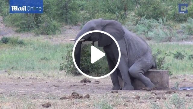 Elephant Scratching The Itch - Video & GIFs | elephant, wild animal, scratching, funny animal, nature, root, tree 