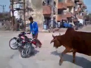 He has a lot of fans, lol, motorcycle, drift, cow, funny.