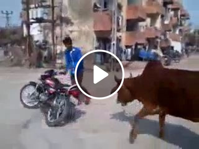 He Has A Lot Of Fans, Lol - Video & GIFs | motorcycle, drift, cow, funny