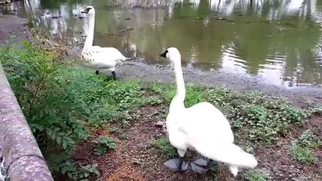 These ducks don't like selfie