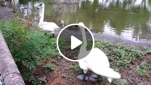 These ducks don't like selfie | selfie,duck,animal