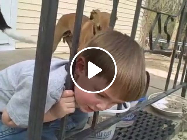 How To Get His Head Out Of Iron Fence? - Video & GIFs | kid, funny, iron fence, head