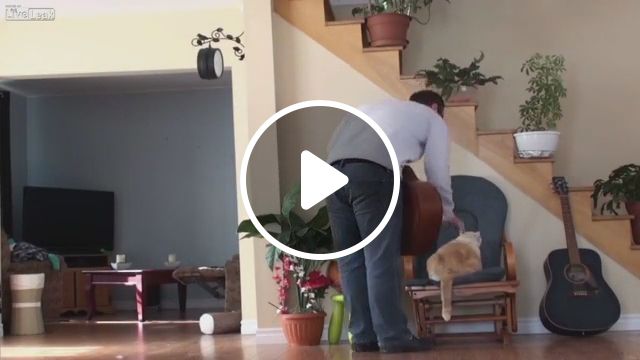 Revenge Of Cat - Video & GIFs | cat, sleep, smart cat, pet, guitar, flower pot, revenge, stairs